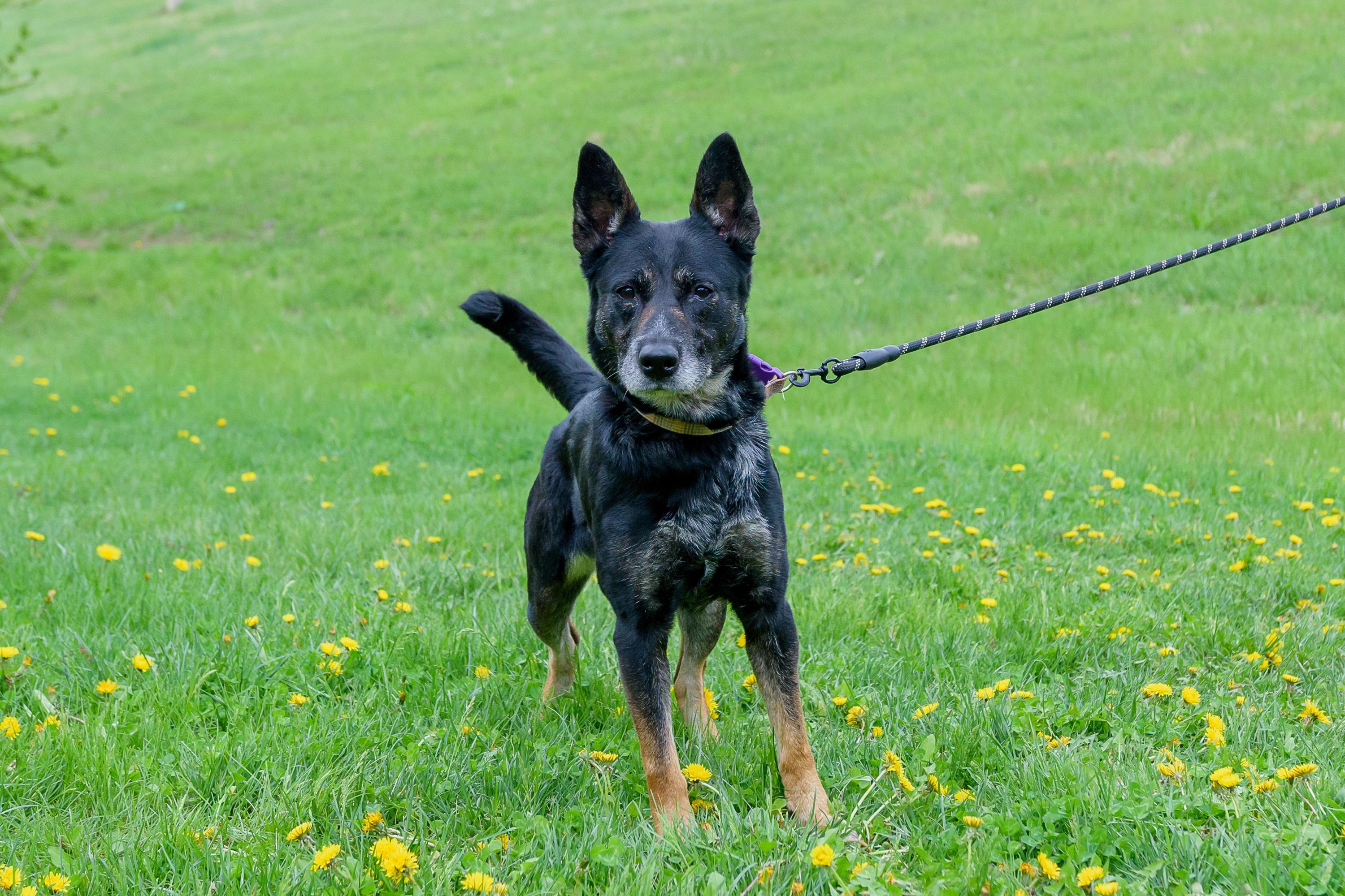 Enlarge Eureka, a ADOPTABLE mixed breed in Blair, NE image 1/5
