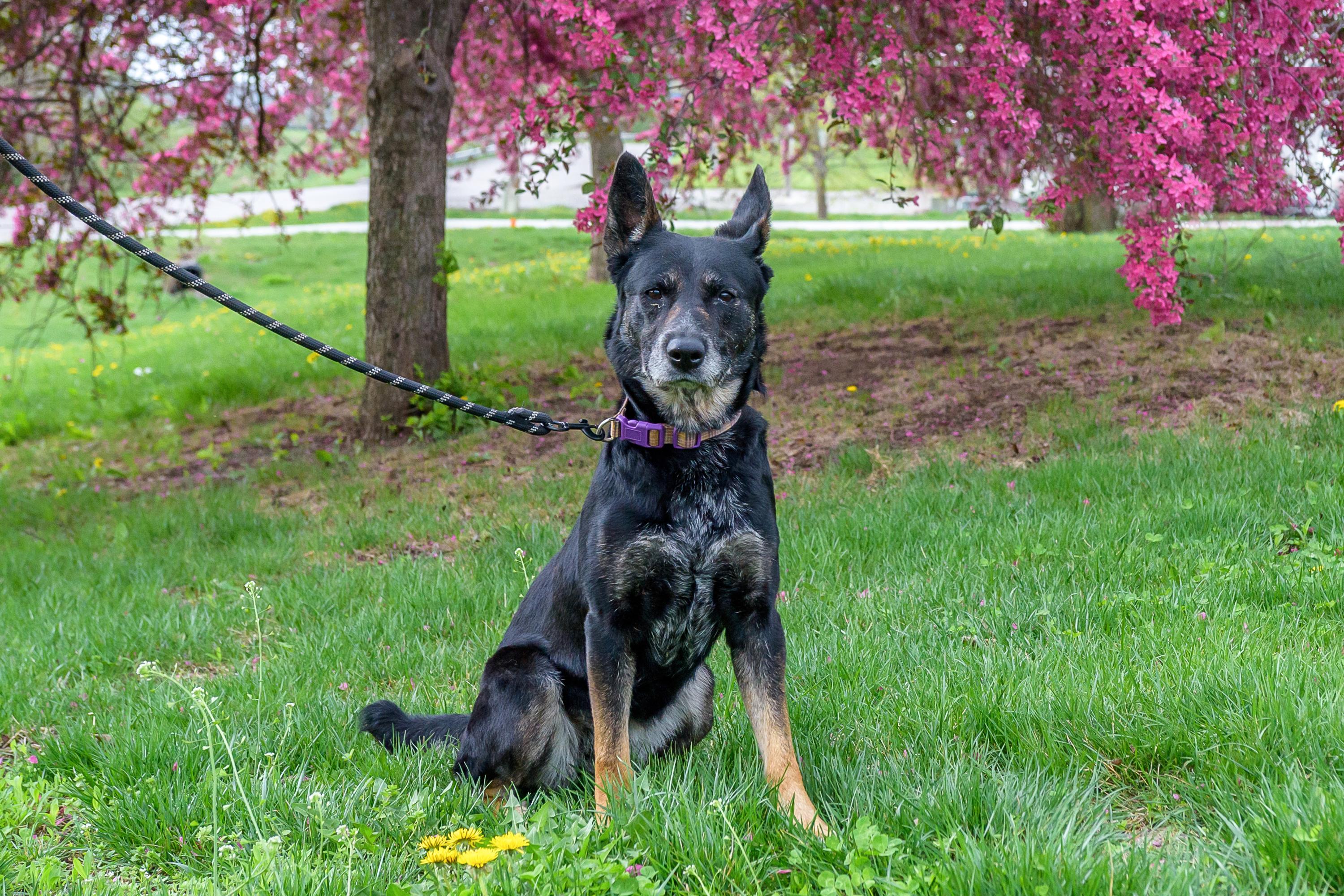 Enlarge Eureka, a ADOPTABLE mixed breed in Blair, NE image 3/5