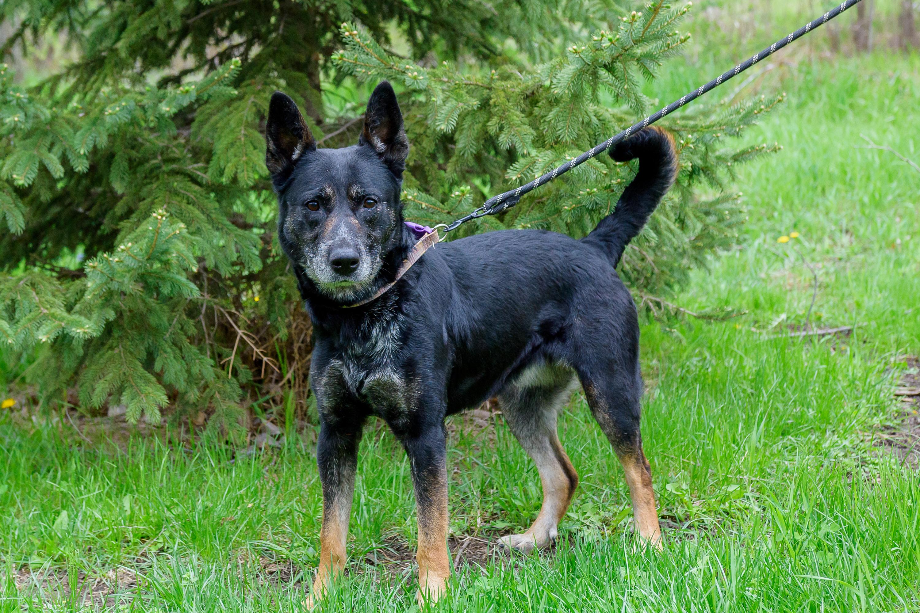 Enlarge Eureka, a ADOPTABLE mixed breed in Blair, NE image 4/5