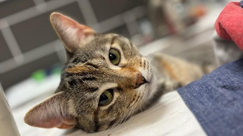 Nashville Barrera — thumbnail 2