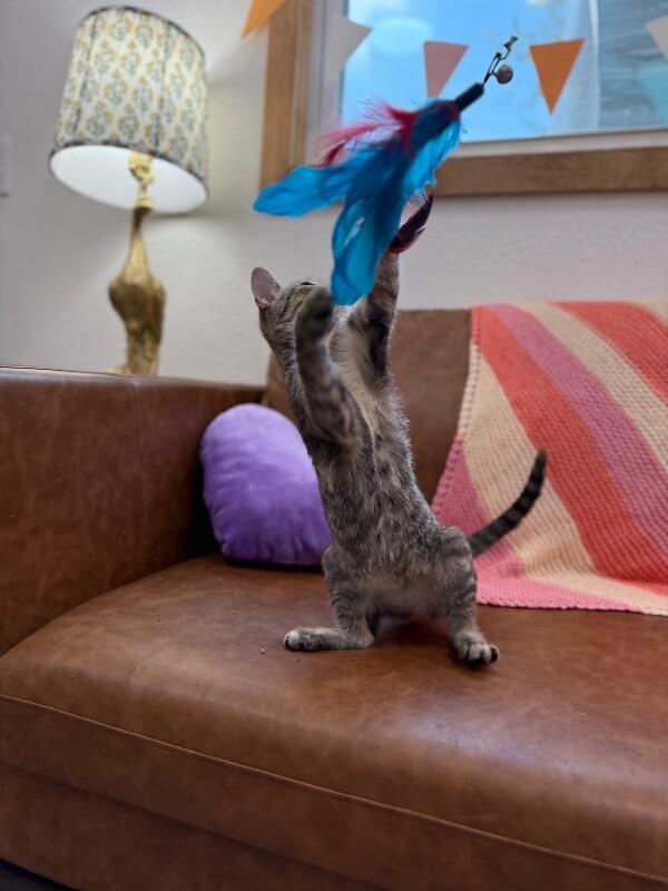 Nashville Barrera — thumbnail 3