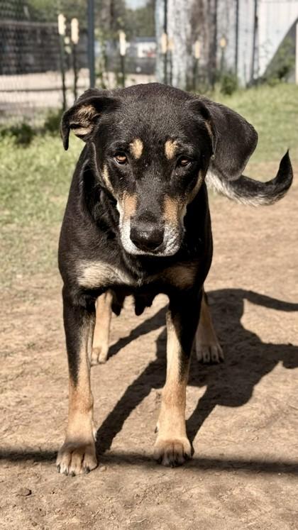 Hayden, a Adoptable mixed breed in Balch Springs, TX image 1/3