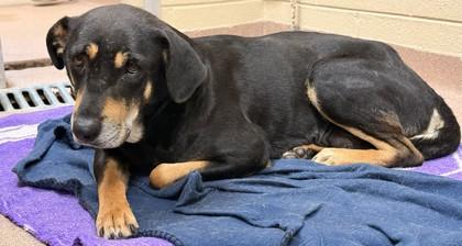 Enlarge Hayden, a Adoptable mixed breed in Balch Springs, TX image 1/3