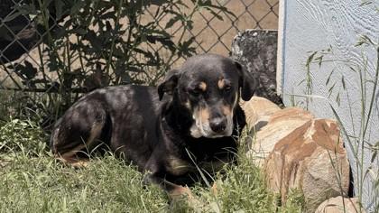 Hayden, Adoptable, Adult Female Mixed Breed & Mixed Breed.