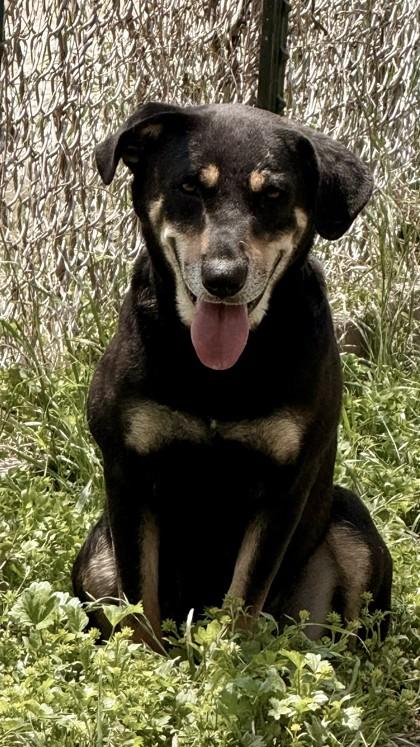 Enlarge Hayden, a Adoptable mixed breed in Balch Springs, TX image 3/3