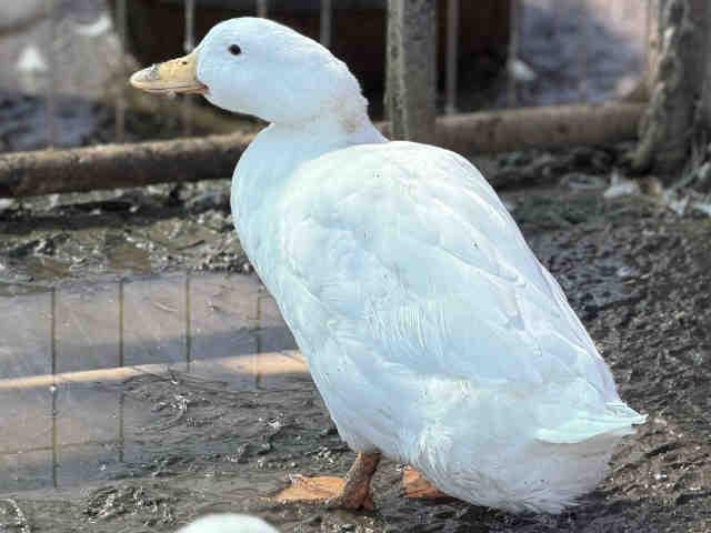A1952369, Adoptable, Adult Male Duck.