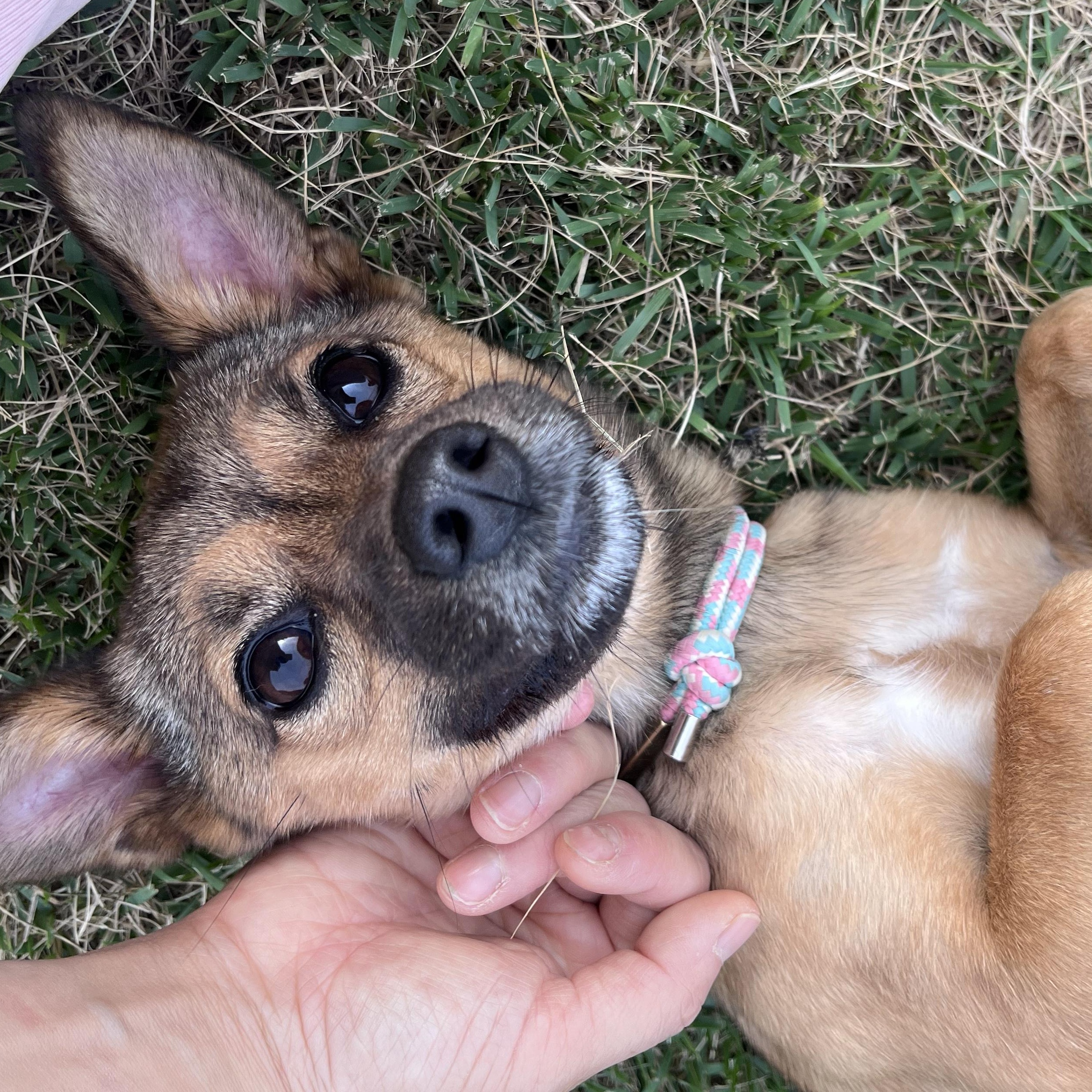 Enlarge ARIN', a Adoptable mixed breed in Springfield, VA image 2/6