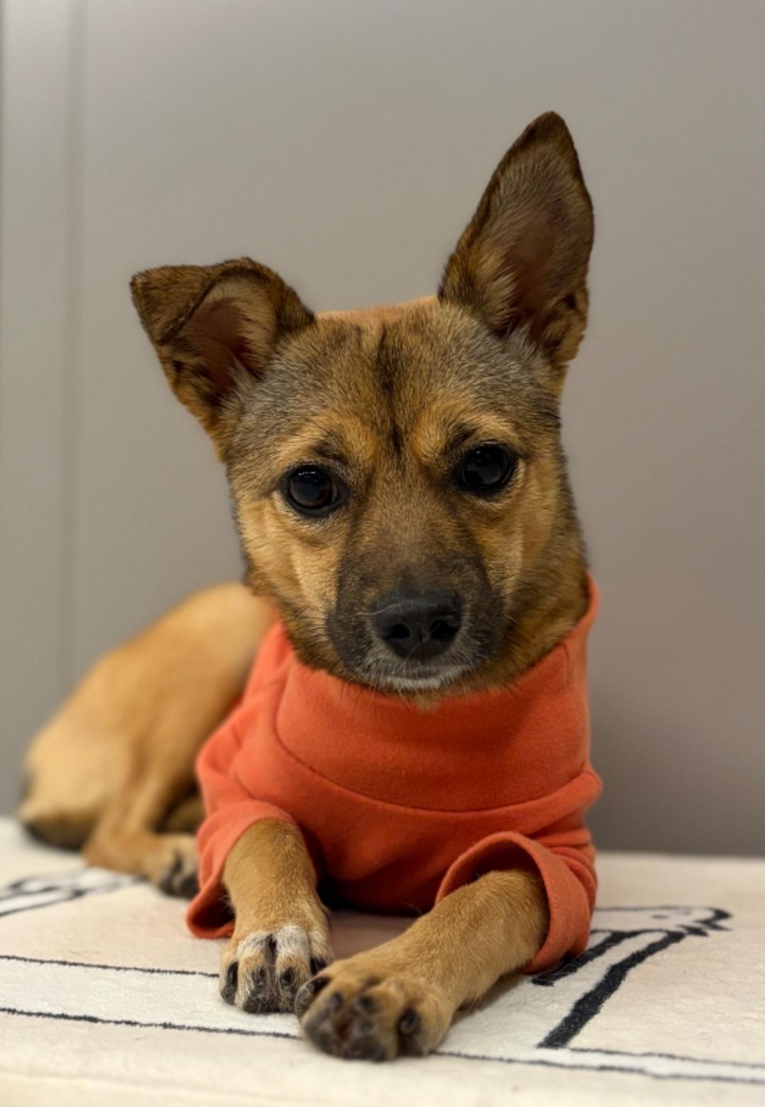 Enlarge ARIN', a Adoptable mixed breed in Springfield, VA image 3/6