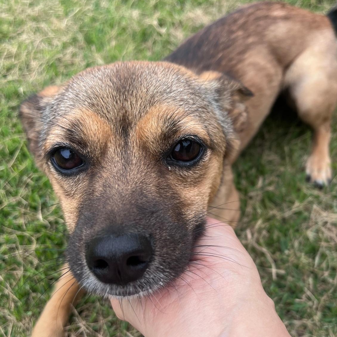 Enlarge ARIN', a Adoptable mixed breed in Springfield, VA image 4/6