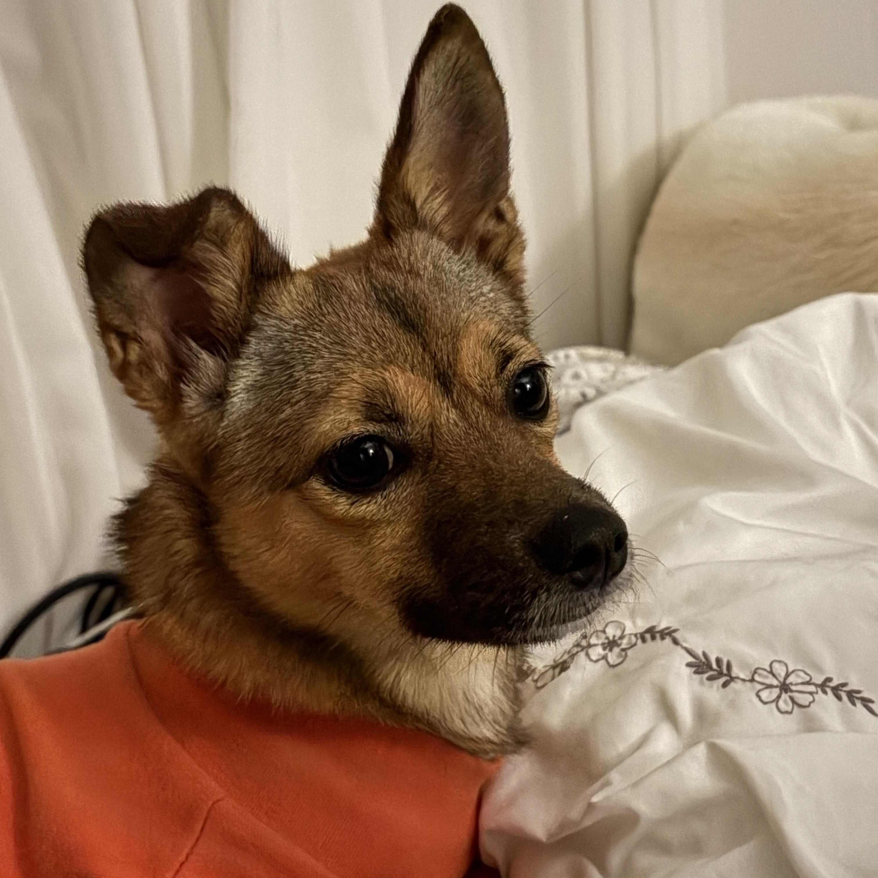 Enlarge ARIN', a Adoptable mixed breed in Springfield, VA image 6/6