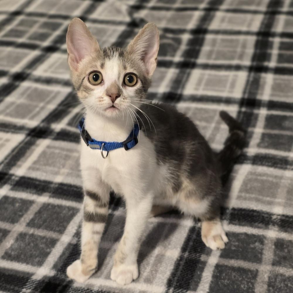 Enlarge Leia, a Adoptable mixed breed in Sedalia, CO image 1/6