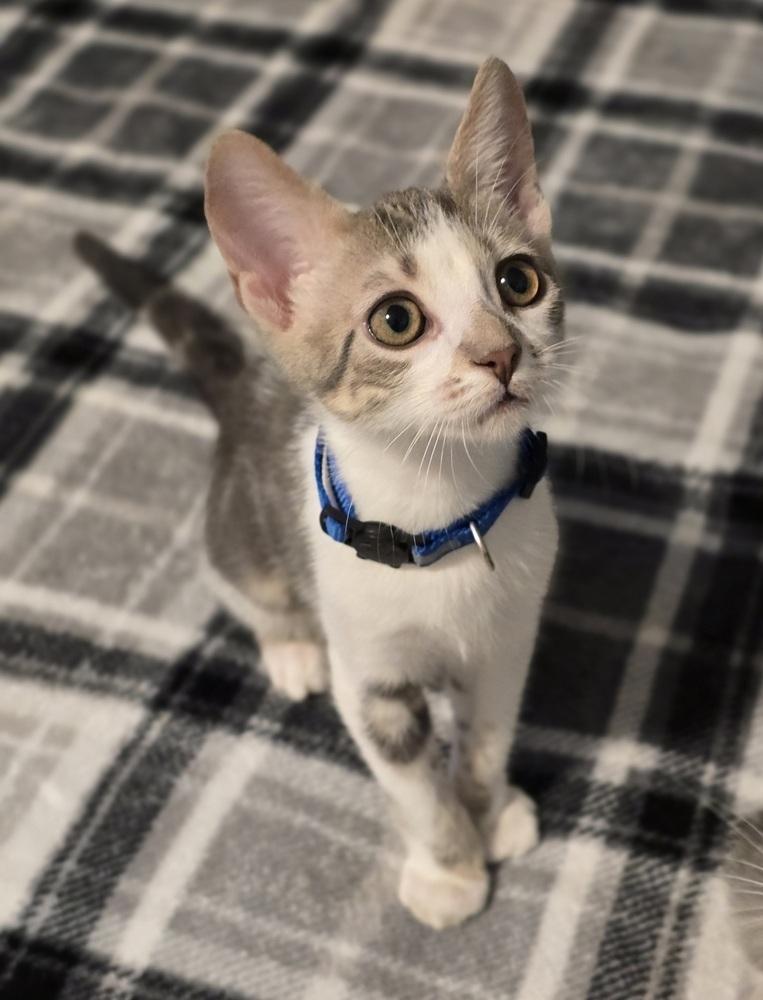 Enlarge Leia, a Adoptable mixed breed in Sedalia, CO image 4/6
