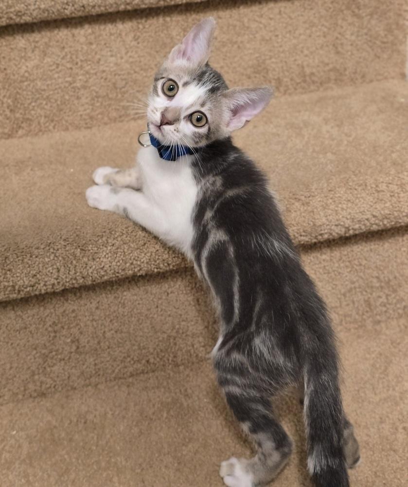 Enlarge Leia, a Adoptable mixed breed in Sedalia, CO image 5/6
