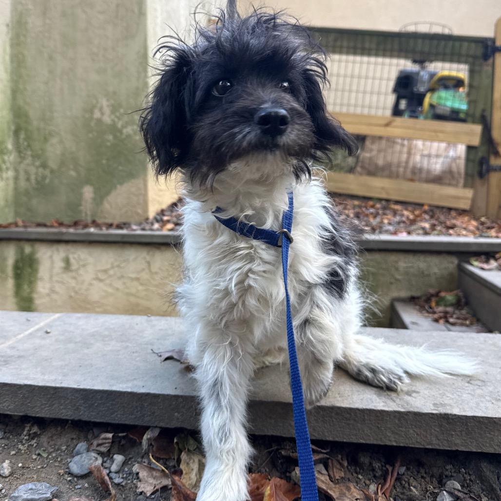 Sheldon, Adoptable, Puppy Male Poodle & Fox Terrier.