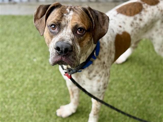 Enlarge TOMMY, a Adoptable Boxer in Saint Louis, MO image 1/1