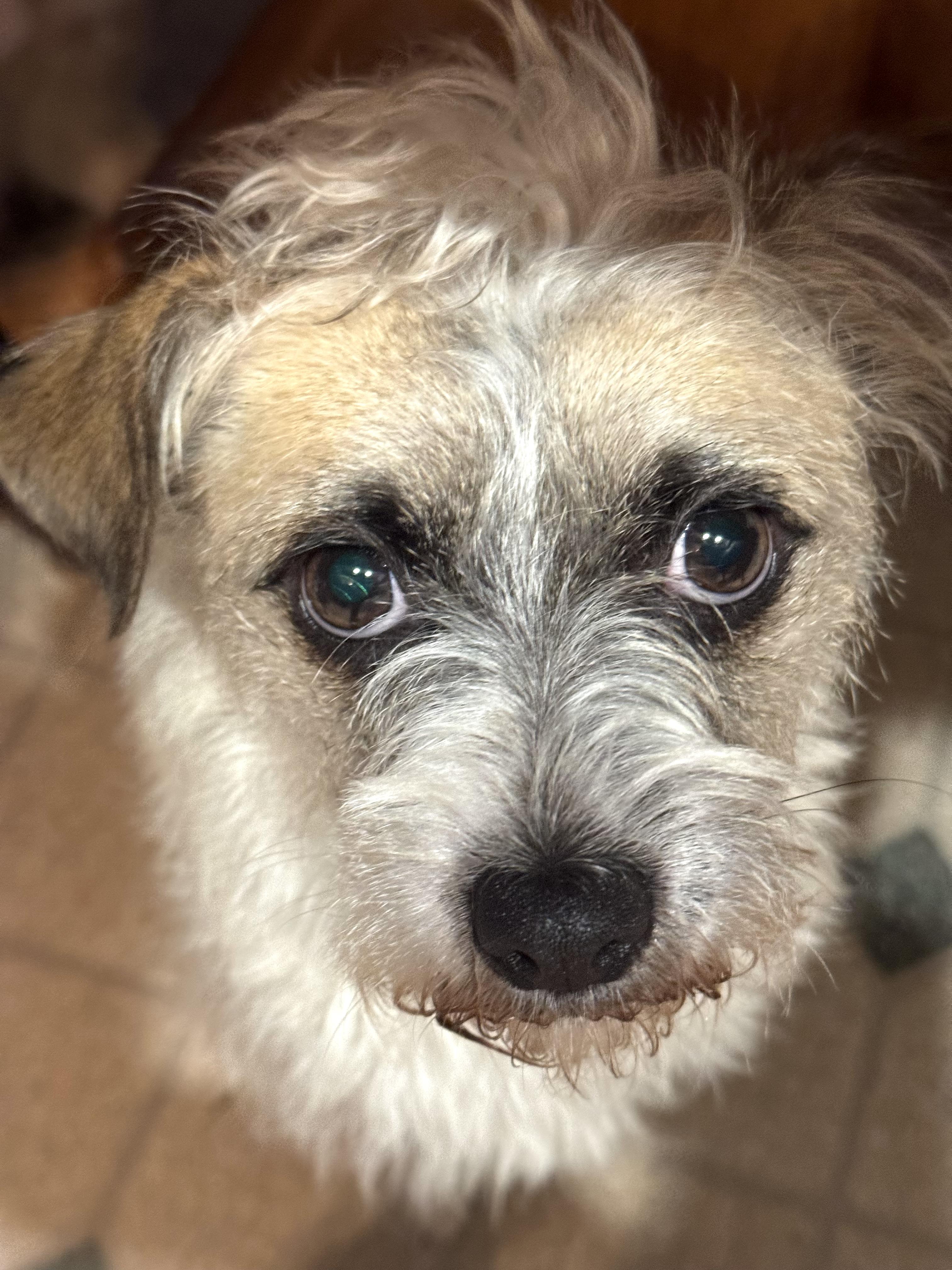 Enlarge Sonic, a Adoptable mixed breed in Cambridge, MA image 5/6