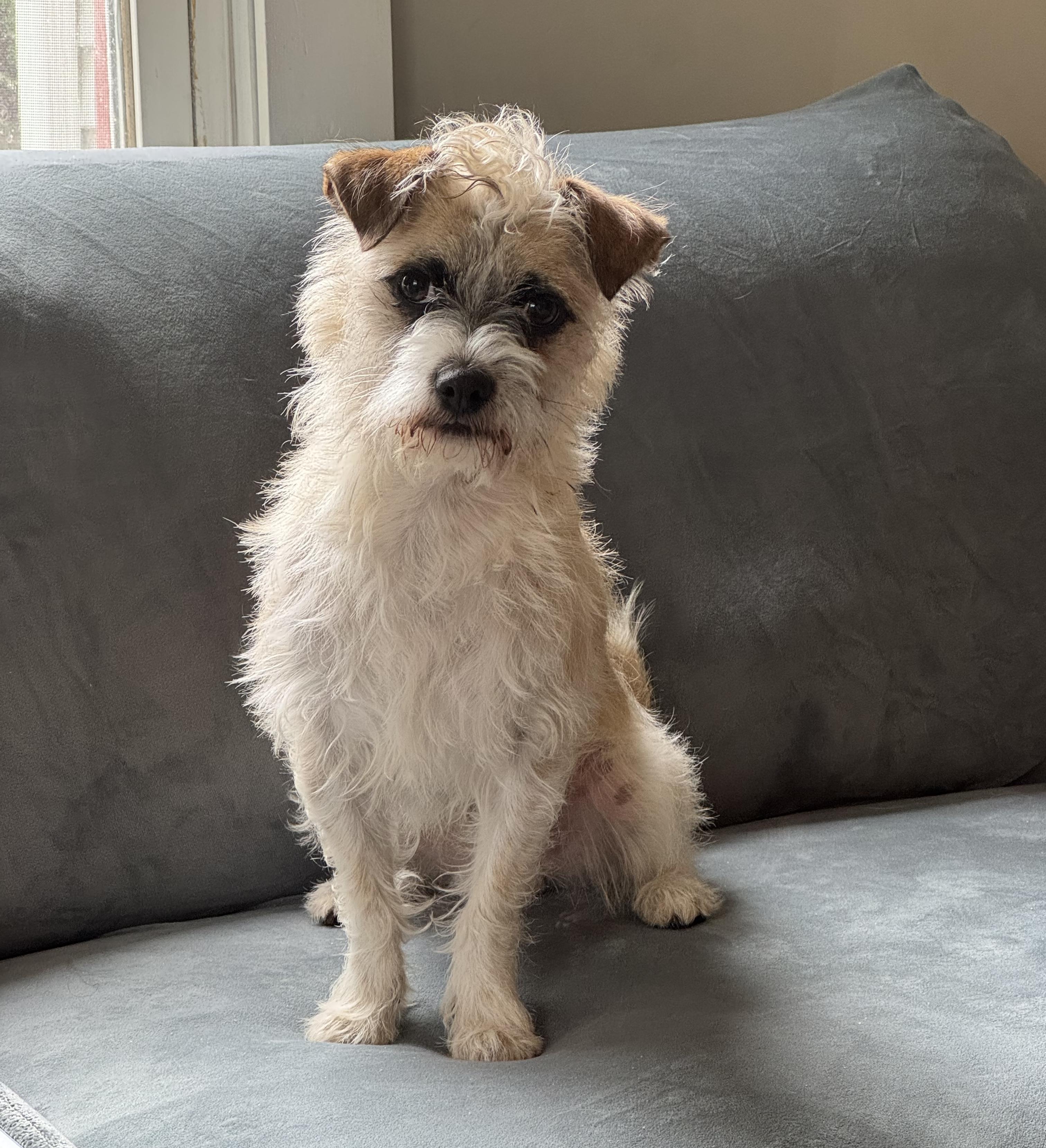 Enlarge Sonic, a Adoptable mixed breed in Cambridge, MA image 2/6