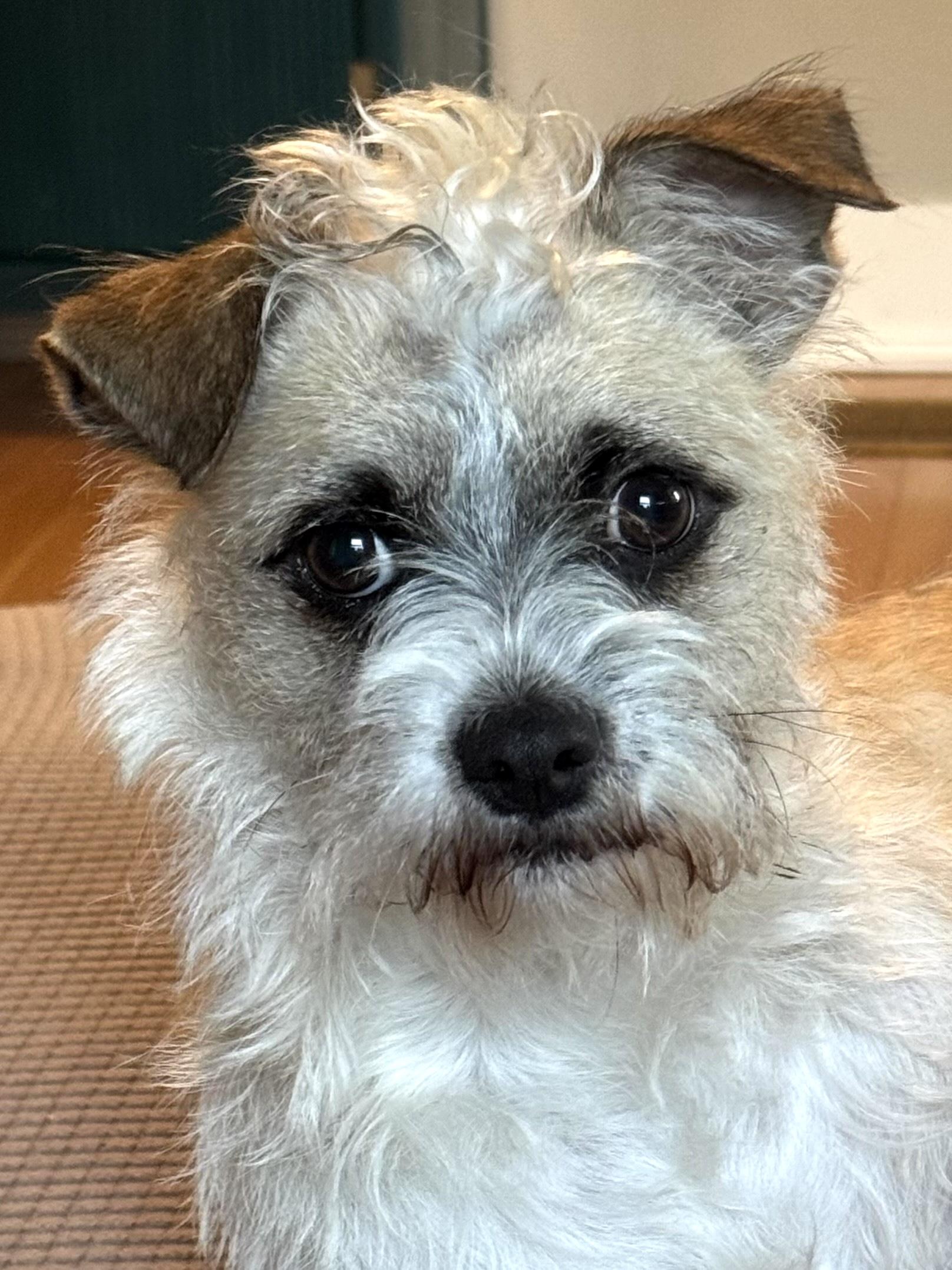 Sonic, Adoptable, Young Male Terrier.