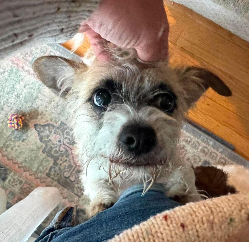 Enlarge Sonic, a Adoptable mixed breed in Cambridge, MA image 4/6