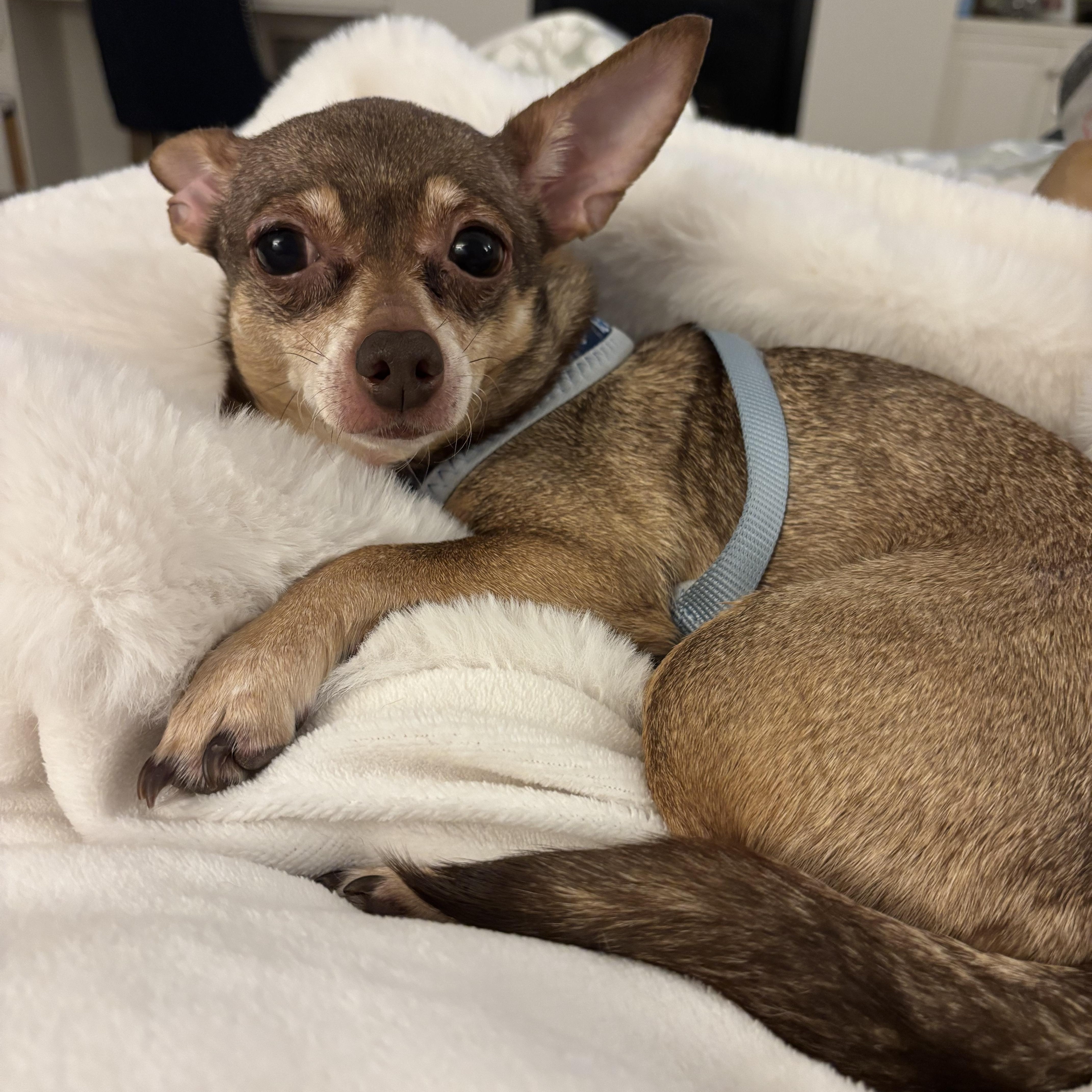 Enlarge Marley, a Adoptable Chihuahua in Stamford, CT image 4/6