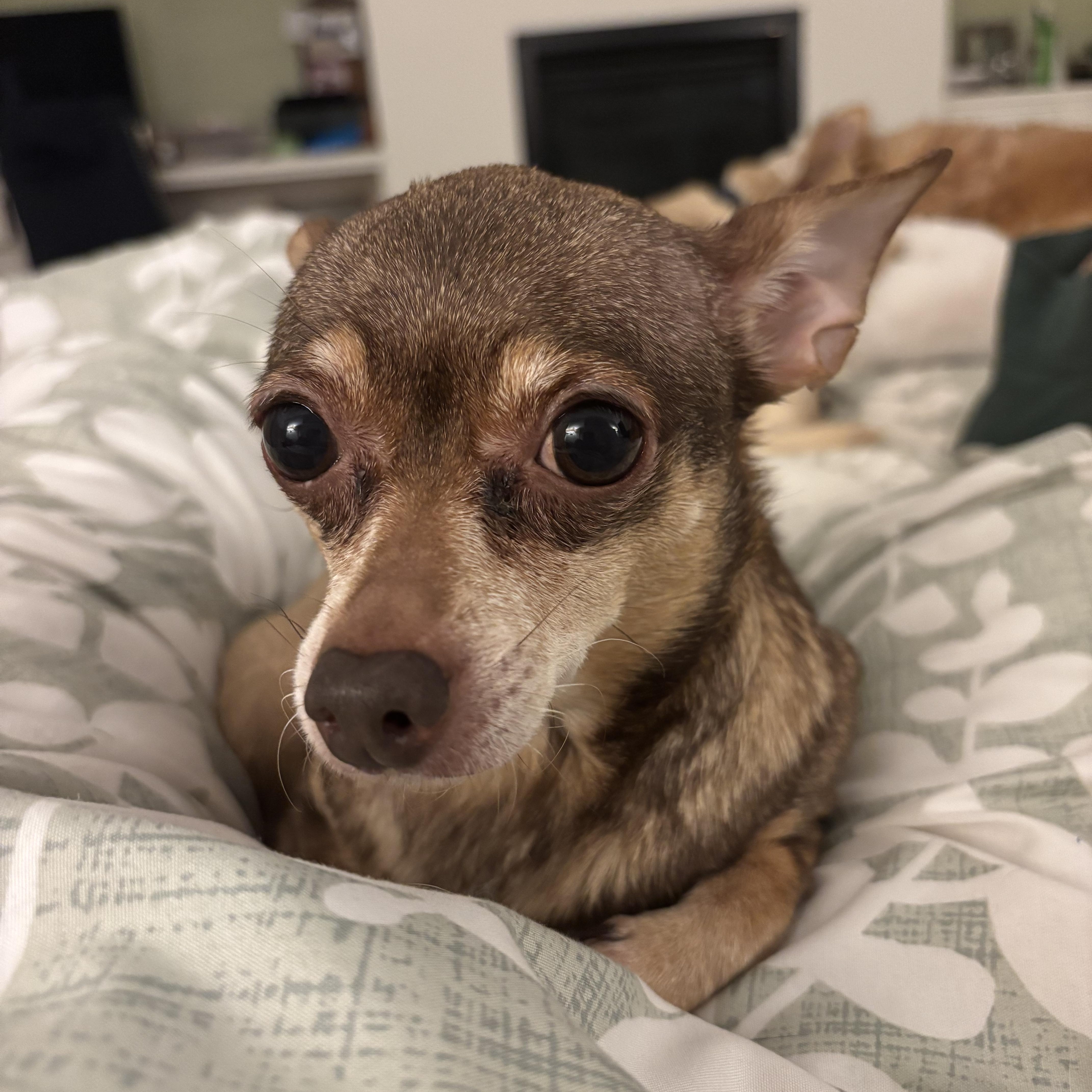 Marley, Adoptable, Adult Female Chihuahua.