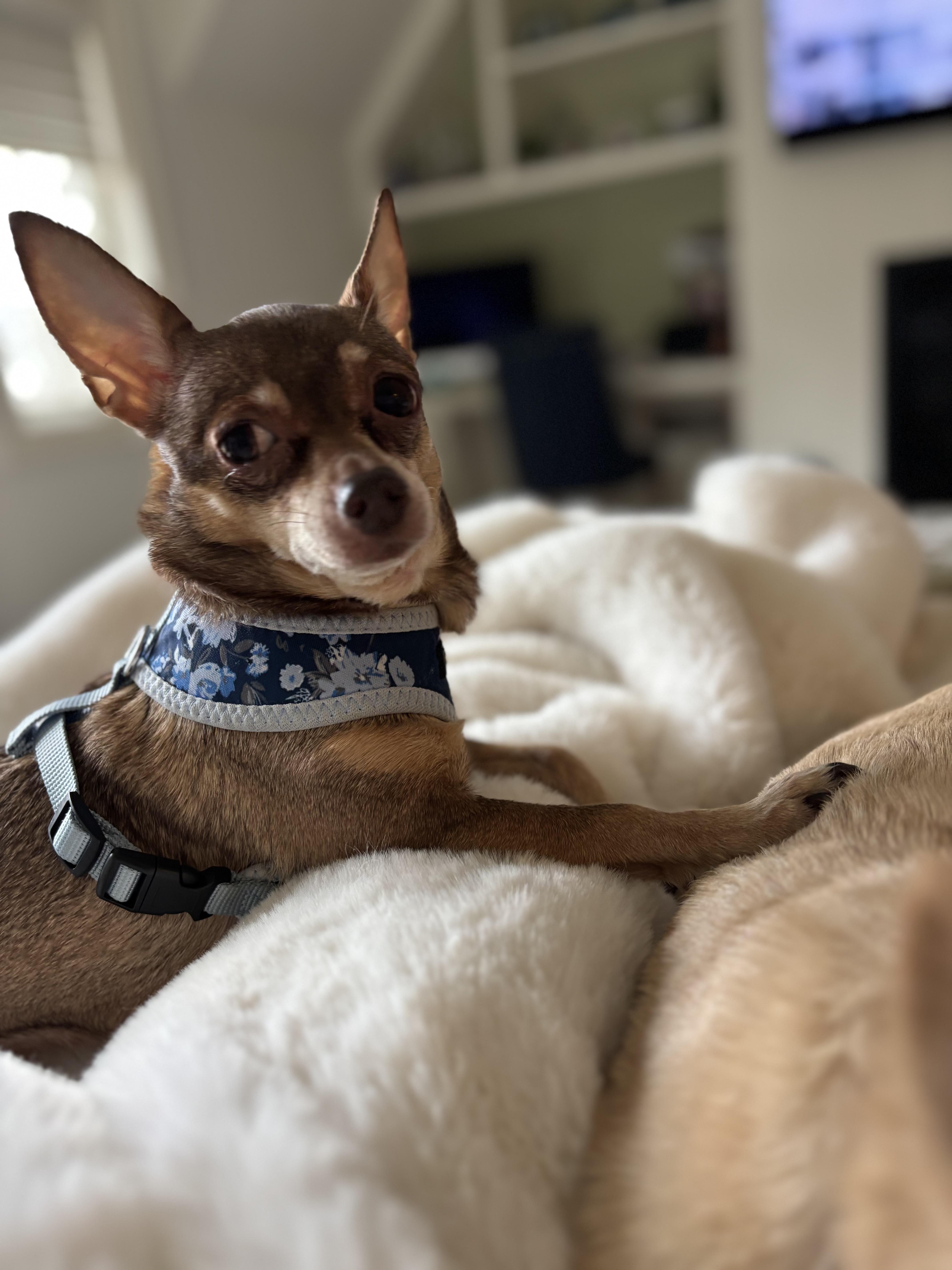 Enlarge Marley, a Adoptable Chihuahua in Stamford, CT image 2/6