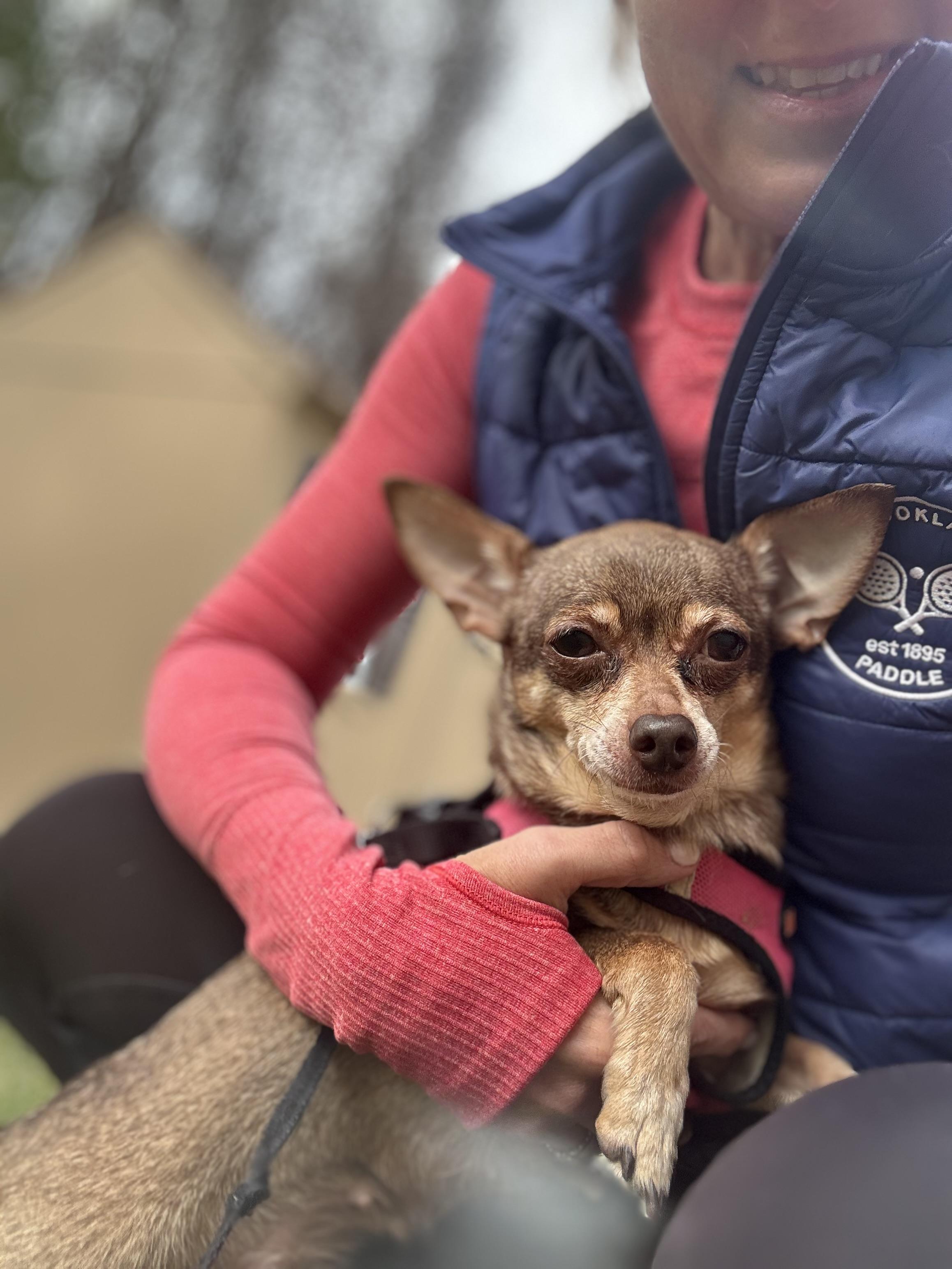 Enlarge Marley, a Adoptable Chihuahua in Stamford, CT image 3/6