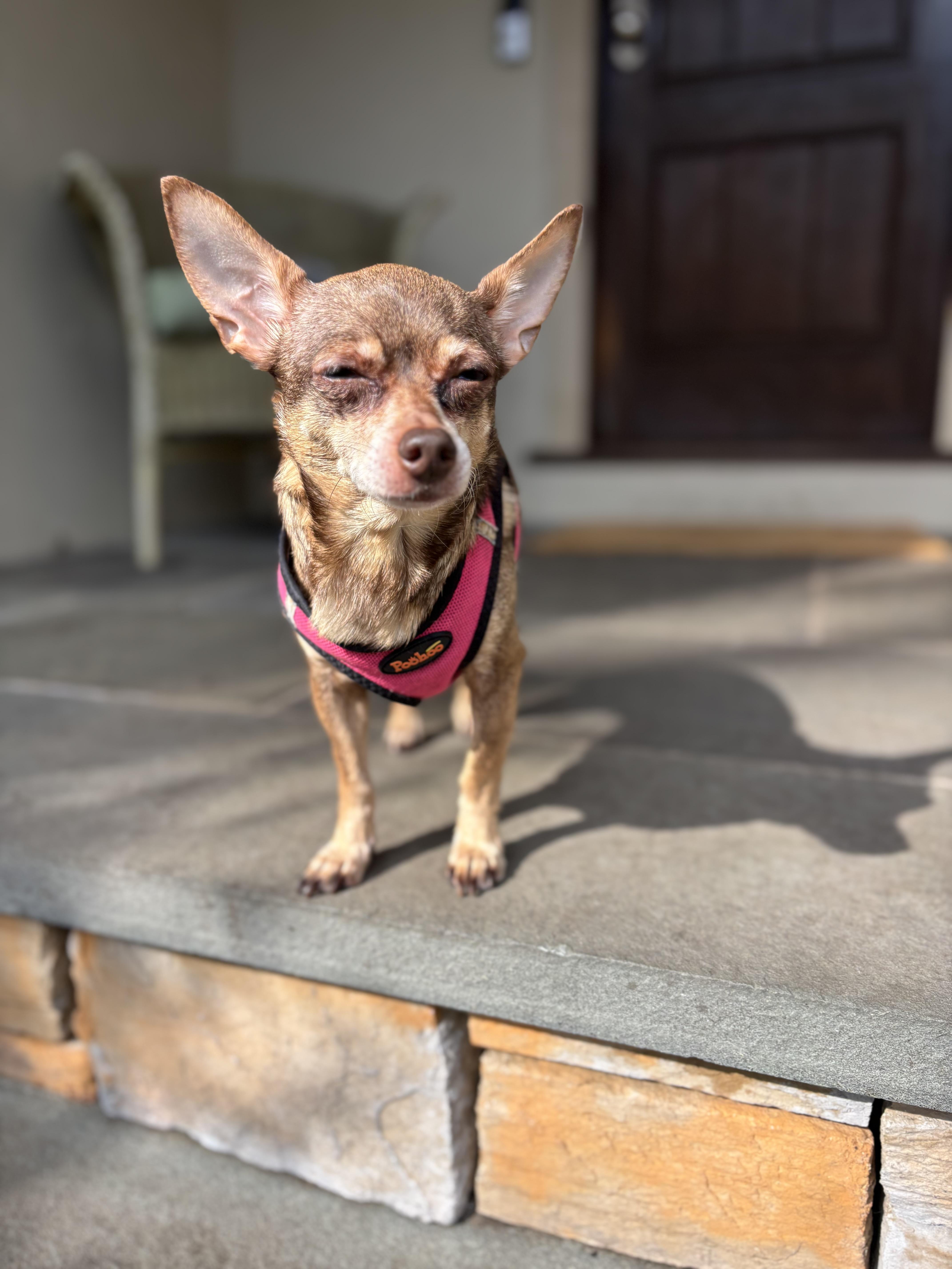 Enlarge Marley, a Adoptable Chihuahua in Stamford, CT image 5/6