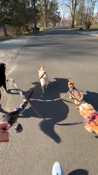 Enlarge Marley, a Adoptable Chihuahua in Stamford, CT video 6/6