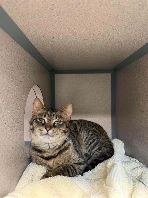 CARDAMOM, Adoptable, Kitten Female Domestic Short Hair.