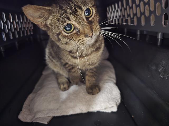 Enlarge CARDAMOM, a Adoptable Domestic Short Hair in Aliquippa, PA image 1/1