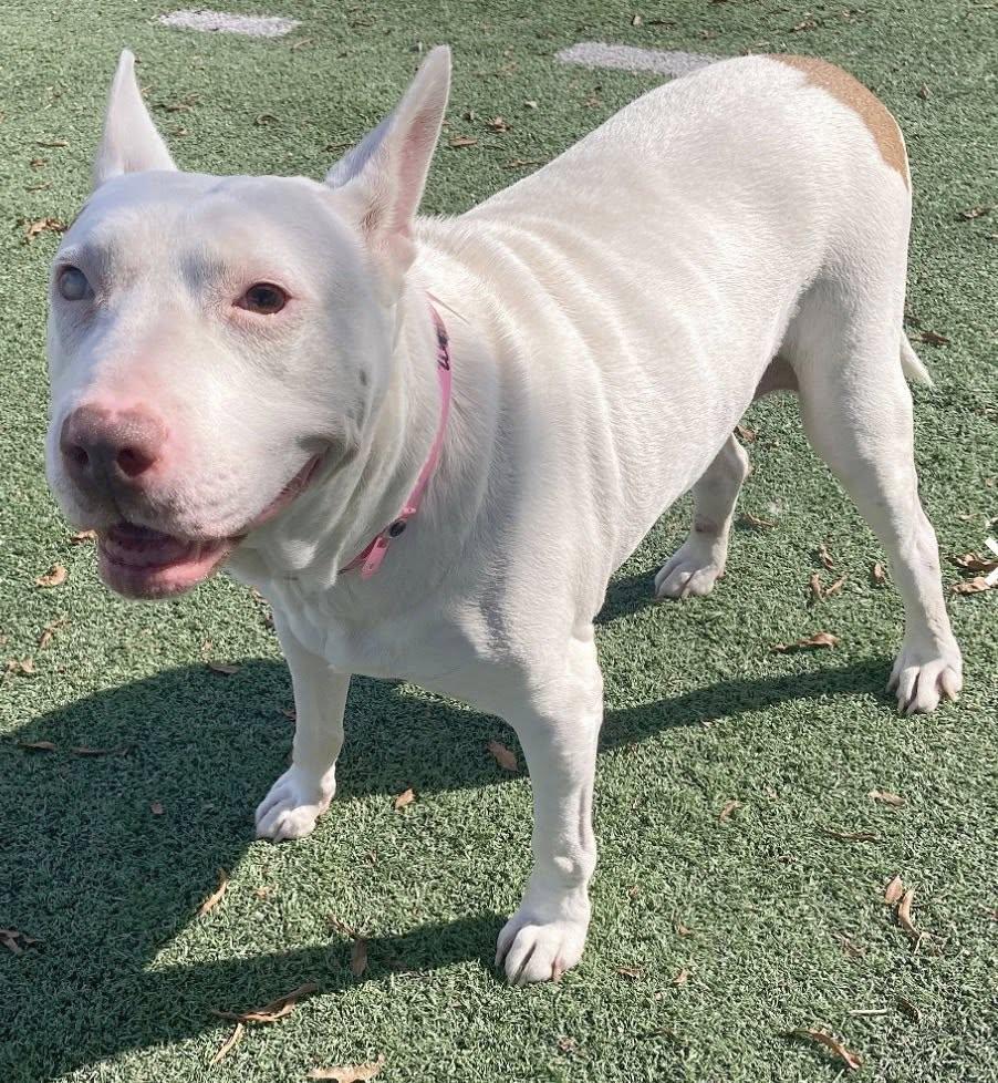 Daisy Mae thumbnail 2