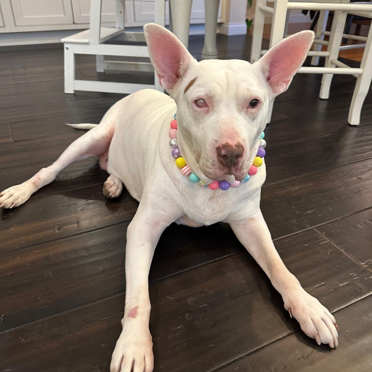 Enlarge Daisy Mae, a Adoptable Bull Terrier in St Marys, OH image 1/6