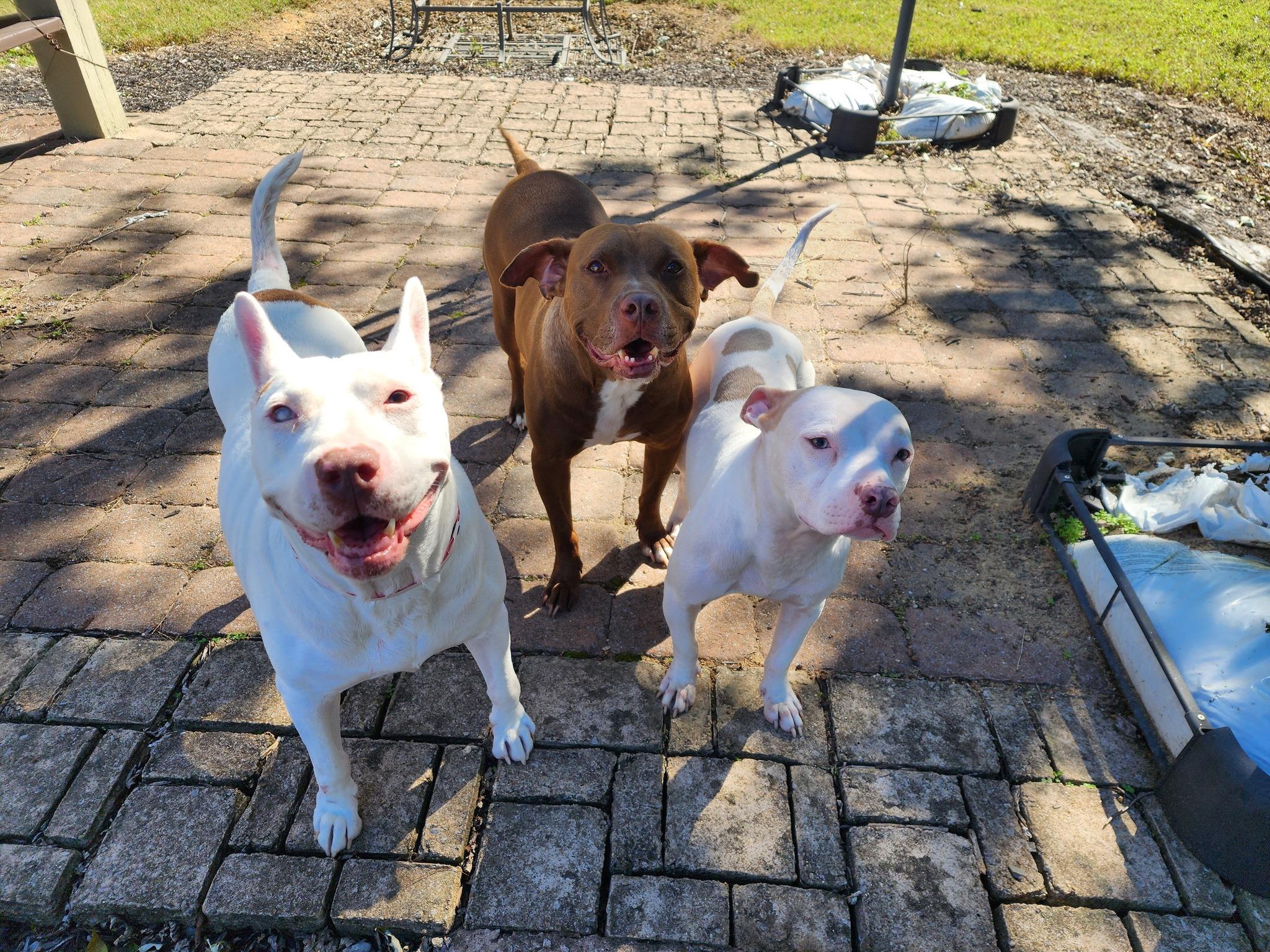 Daisy Mae thumbnail 4