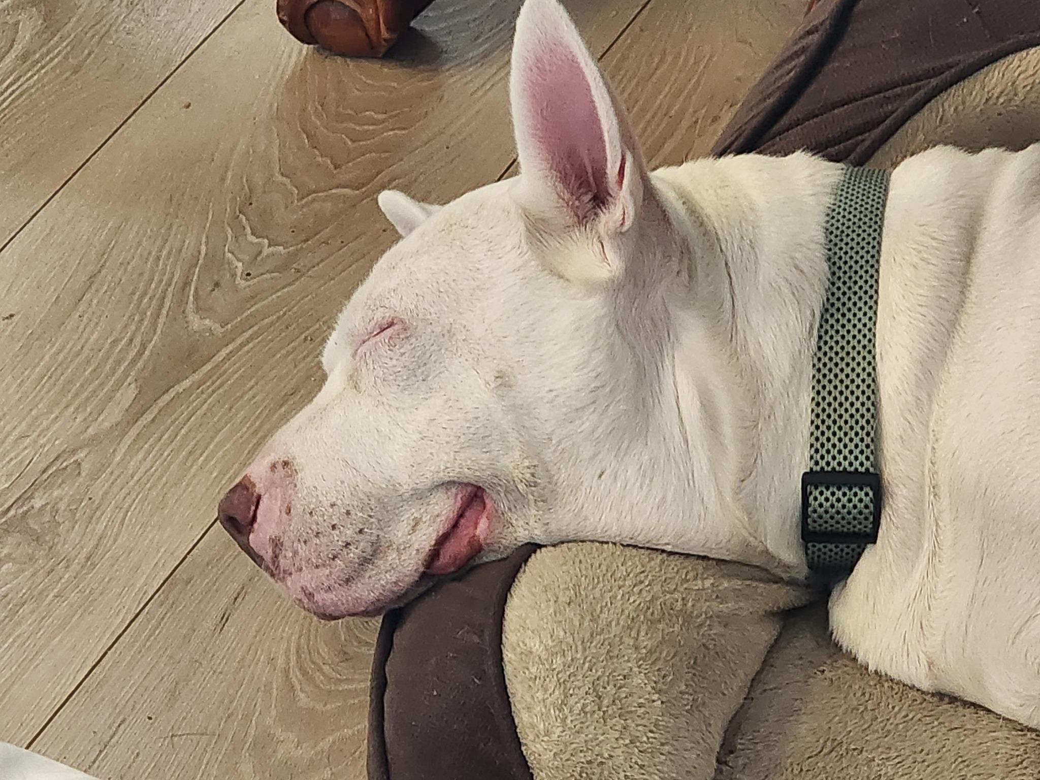 Daisy Mae thumbnail 5