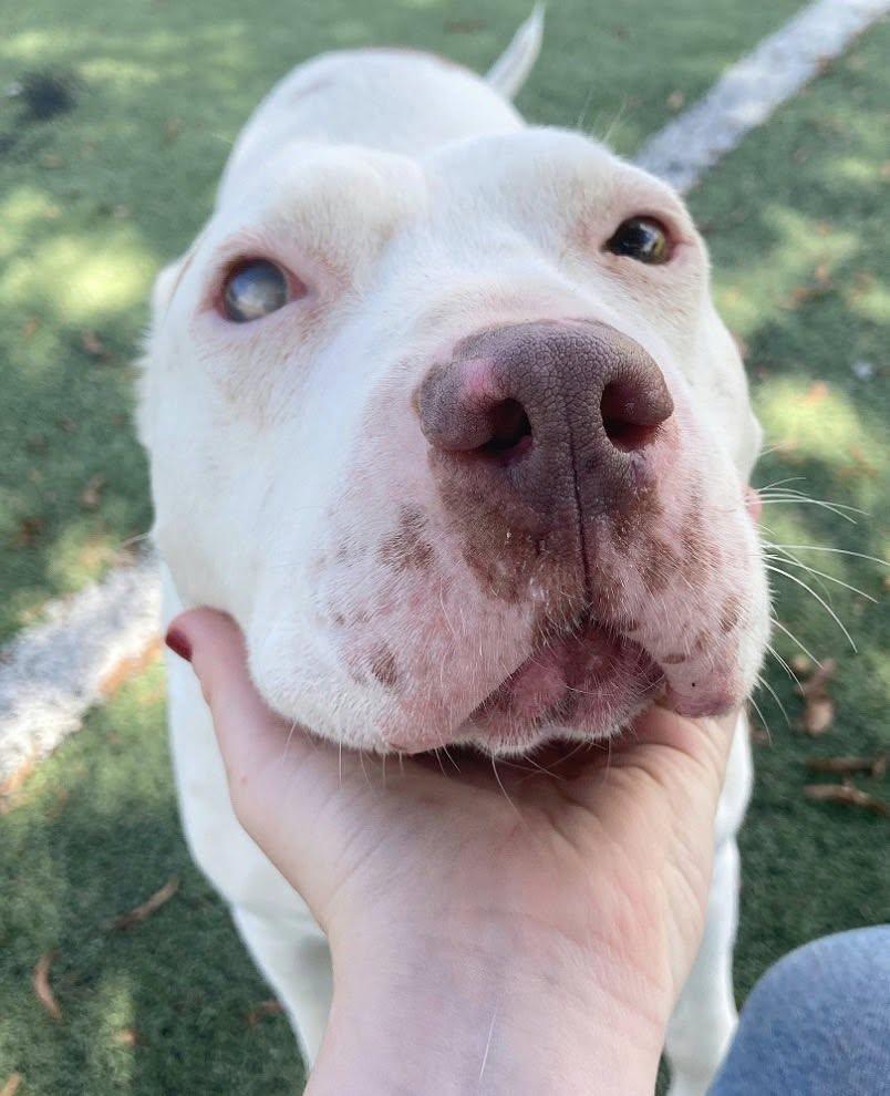 Daisy Mae thumbnail 6