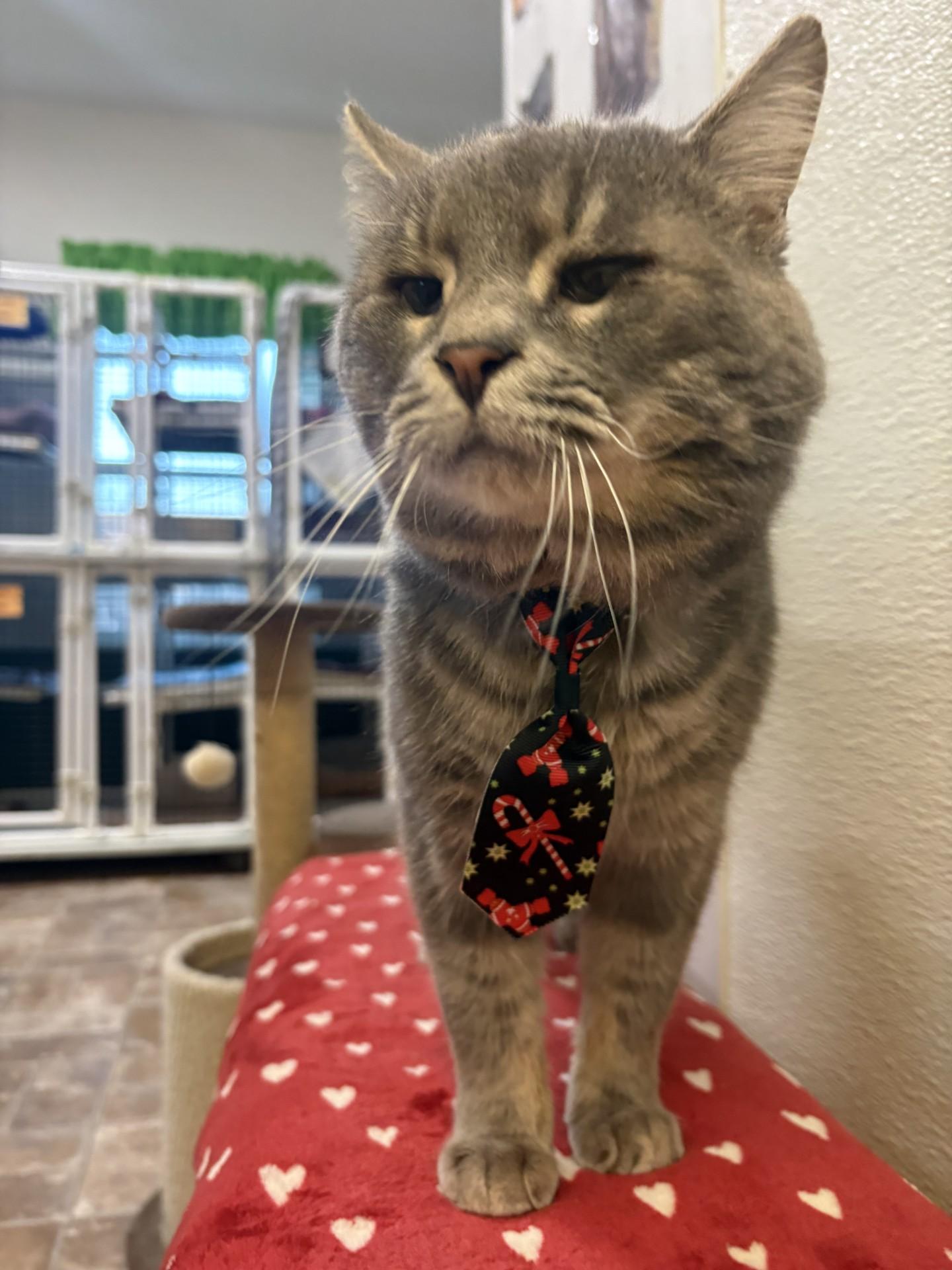 Buddy The Elf, adoptable, Adult Male Domestic Short Hair.