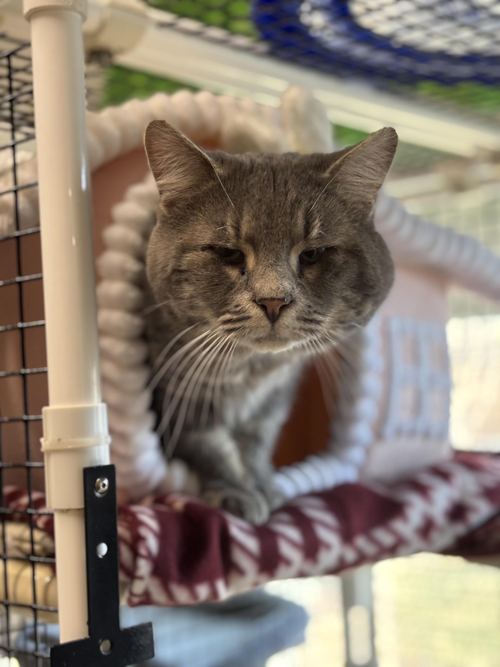 Buddy The Elf, ADOPTABLE, Adult Male Domestic Short Hair.