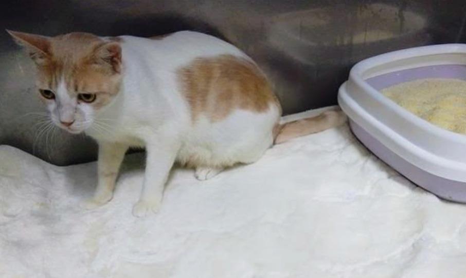 Enlarge Kiki, a Adoptable mixed breed in Corral del Risco, NAY image 4/4