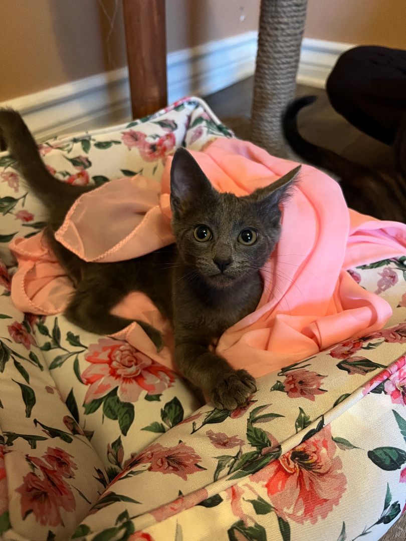 Prosecco & Champagne-- bonded brother and sis Russian Blue Cat