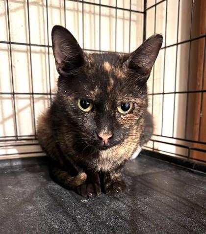 Enlarge Kardie, an adopted mixed breed in New York, NY image 4/4