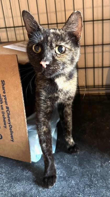 Enlarge Kardie, an adopted mixed breed in New York, NY image 1/4