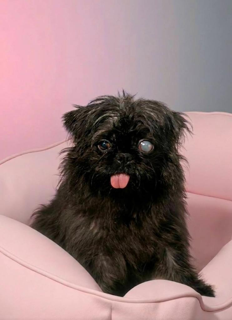 Moonie $500, Adoptable, Young Female Shih Tzu & Pug.