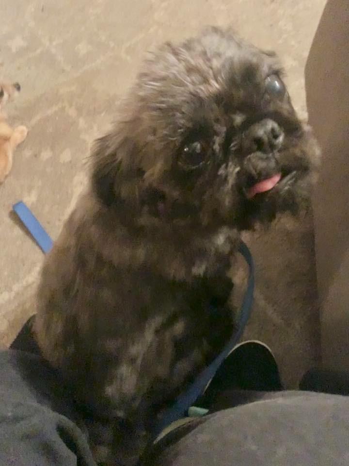 Enlarge Moonie $500, a Adoptable mixed breed in Milwaukee, WI image 2/3