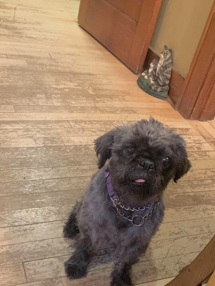 Enlarge Moonie $500, a Adoptable mixed breed in Milwaukee, WI image 3/3