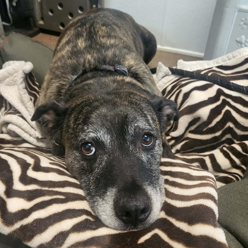 Enlarge Gio, a Adoptable Pit Bull Terrier in Belleville, IL image 1/2