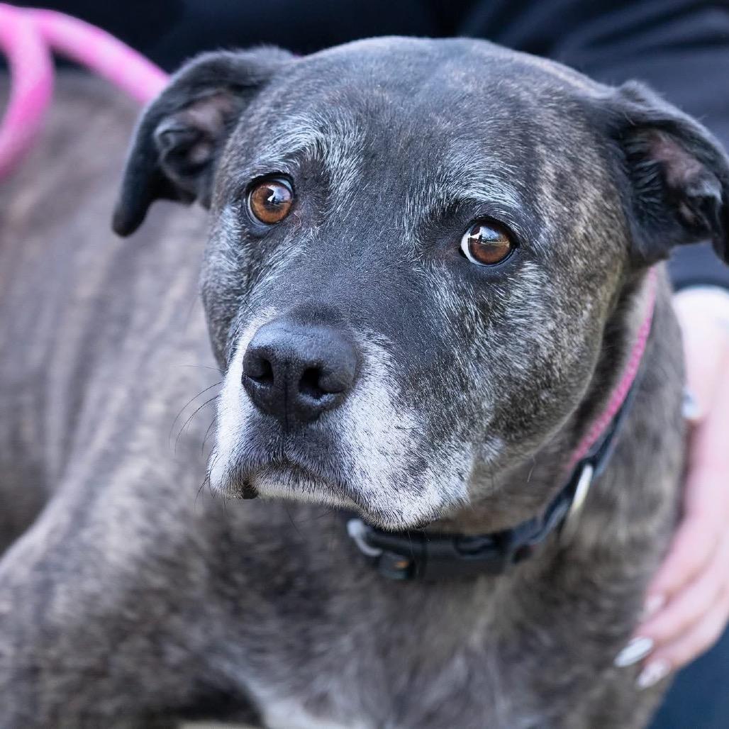 Enlarge Gio, a Adoptable Pit Bull Terrier in Belleville, IL image 2/2