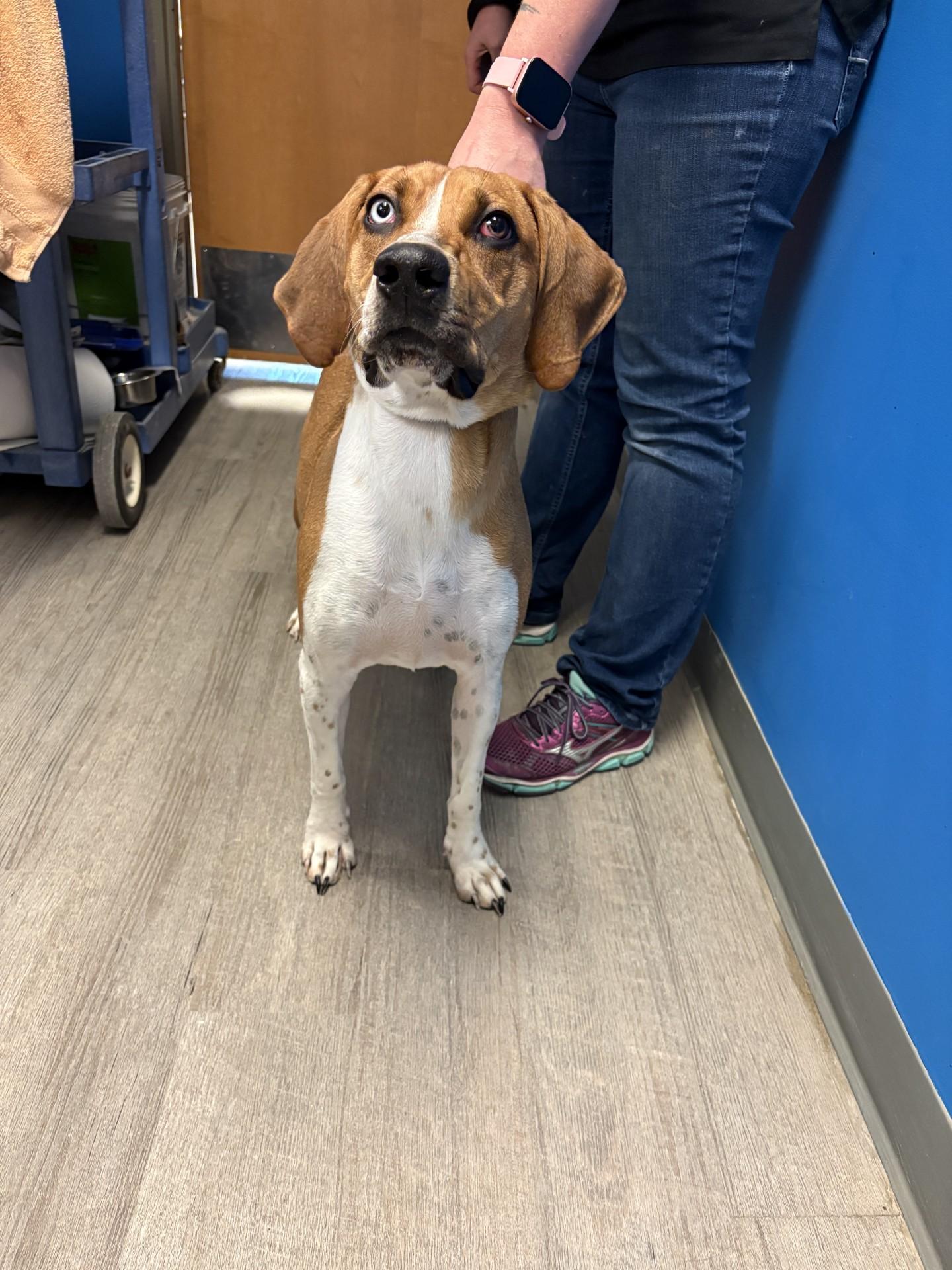 Enlarge 26-0533 "Copper", a ADOPTABLE mixed breed in Leavenworth, KS image 1/1