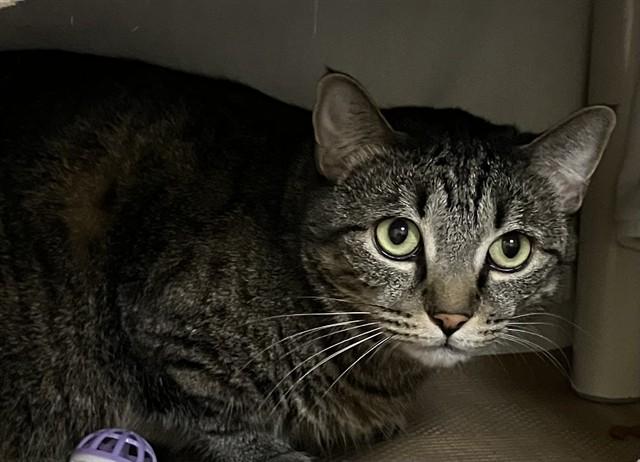 Enlarge SAMMY, a Adoptable Domestic Short Hair in Boston, MA image 1/1