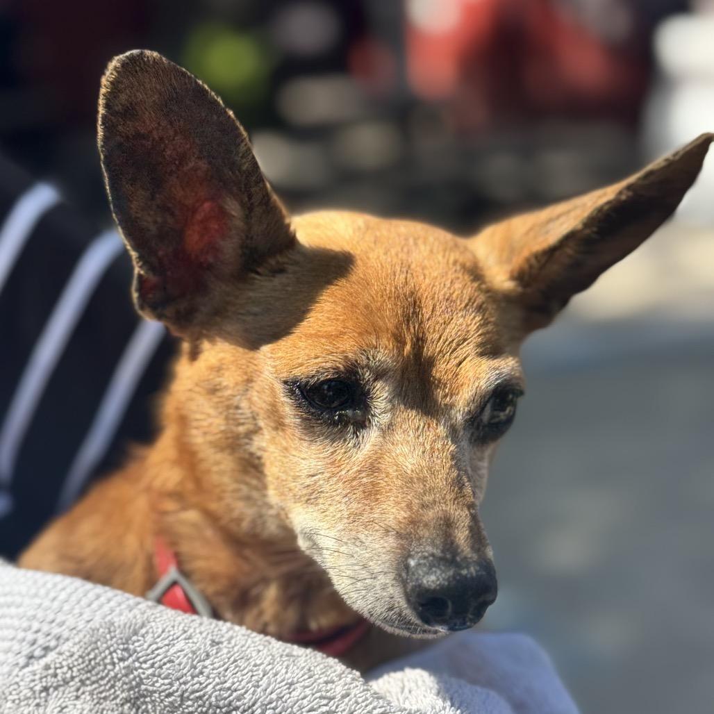 Ruby, Adoptable, Adult Female Mixed Breed.